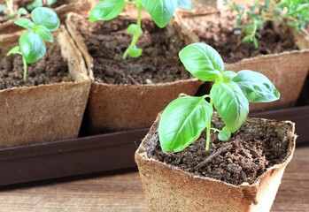 Young basil seedlings in pots. Small basil  in biodegradable peat moss pot, brown wooden table.