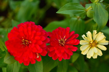 Obraz premium Colorful flower bed in a park 