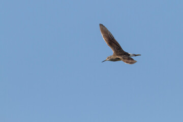 Wood Sandpiper, Tringa glareola