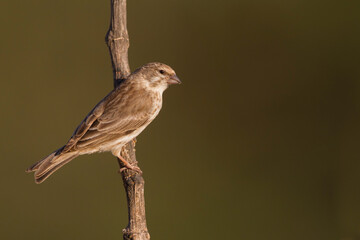Yemen Serin, Serinus menachensis