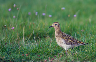 Eurasian Golden Plover, Pluvialis apricaria