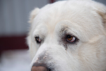 Portrait of a large white dog, a Central Asian Shepherd, on a cloudy winter day.