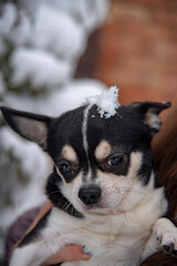 Portrait of a small black and white dog, a chihuahua, on a cloudy winter day in the hands of the owner.