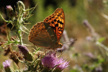  Butterfly on pink thistle. Nature background.