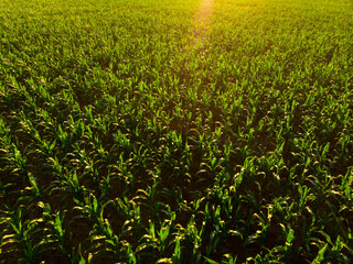 Ukraine. Drone. Aerial view. The green field