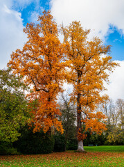 Naklejka premium Fall colors at Diana Garden (Jardin de Diane) at the royal castle of Fontainebleau - France
