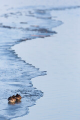 Tufted Duck, Aythya fuligula