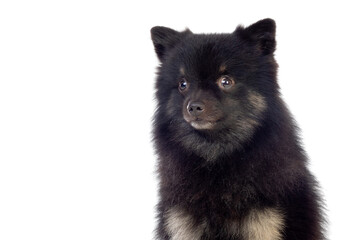 Obraz premium Cute black dog with a fluffy hair