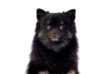 Cute black dog with a fluffy hair