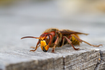 European Hornet, Vespa crabro