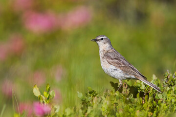 Water Pipit, Anthus spinoletta spinoletta