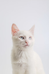 White cat with blue eyes on white background