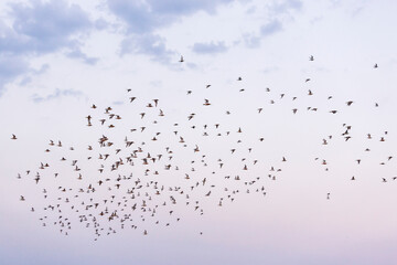 Red Knot, Calidris canutus