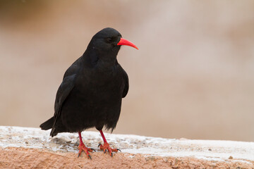 Red-billed Chough, Pyrrhocorax parrhocorax ssp. barbarus