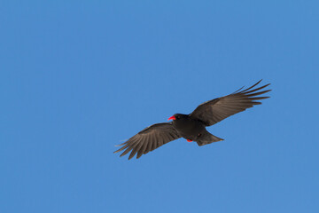 Red-billed Chough (Pyrrhocorax parrhocorax ssp. barbarus), Morocco, adult in flight