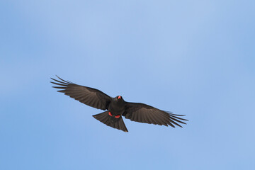 Red-billed Chough (Pyrrhocorax parrhocorax ssp. barbarus), Morocco, adult in flight