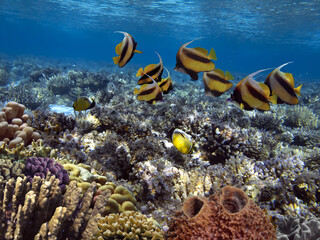 Fototapeta na wymiar Living and dead coral reef, underwater, Red Sea