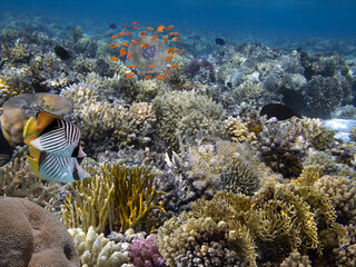 Living and dead coral reef, underwater, Red Sea