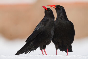 Red-billed Chough, Pyrrhocorax parrhocorax ssp. barbarus