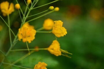 Close up colorful flower bed in a park	