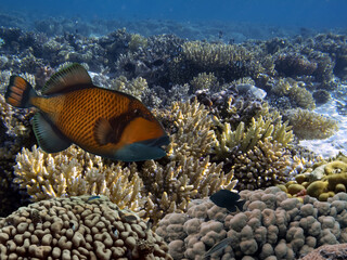 Fototapeta na wymiar Living and dead coral reef, underwater, Red Sea
