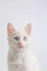 Fototapeta na wymiar White cat with blue eyes on white background