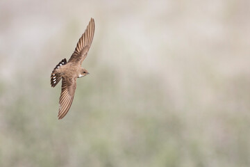 Crag Martin, Ptyonoprogne rupestris