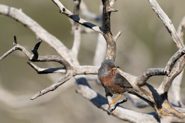 Dartford Warbler, Sylvia undata ssp. undata