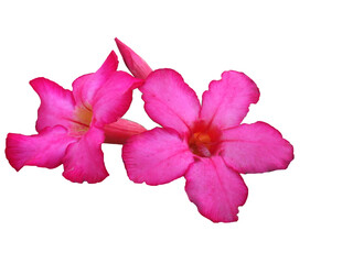 delicate pink flowers on a white background