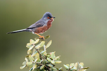 Dartford Warbler, Sylvia undata ssp. undata