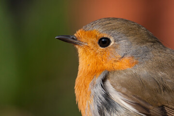European Robin, Erithacus rubecula rubecula