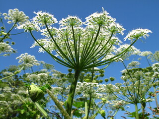 hogweed plant blooming against bleu sky