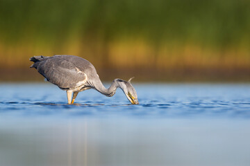 Grey Heron, Ardea cinerea