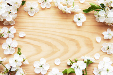 Spring border background with beautiful white flowering branches.