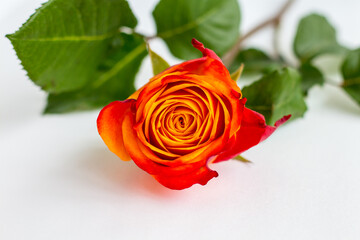 orange-yellow single rose lying on a white background, beautiful bud with many petals closeup, love symbol