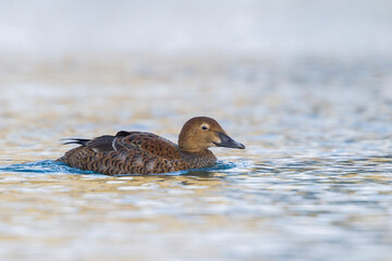 King Eider, Somateria spectabilis