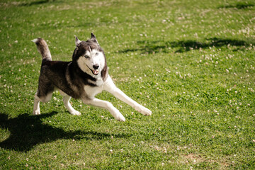 Naklejka na ściany i meble A cheerful dog of breed Laika plays in the park, running and jumping on a green lawn in summer.