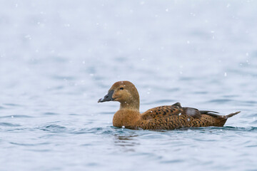 King Eider, Somateria spectabilis
