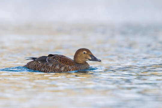 Mergini Bilder Durchsuchen 2,441 Archivfotos, und