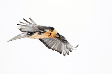 Bearded Vulture, Gypaetus barbatus barbatus