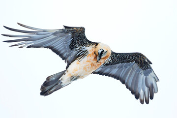 Bearded Vulture, Gypaetus barbatus barbatus