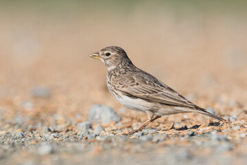 Lesser Short-toed Lark, Alaudala rufescens apetzii