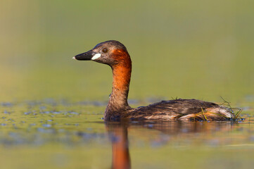 Little Grebe, Tachybaptus ruficollis