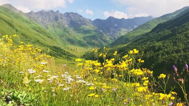 Static slow motion view of Scenic georgian mountain greenery with daisies in Racha region. Caucasus natural landscape.
