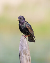 Starlings are small to medium-sized passerine birds in the family Sturnidae.