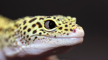 bearded dragon lizard