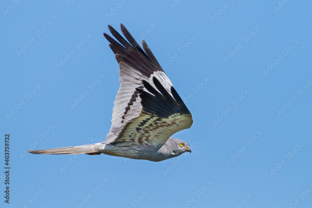 Wall mural Montagu's Harrier, Circus pygargus