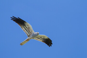 Montagu's Harrier, Circus pygargus