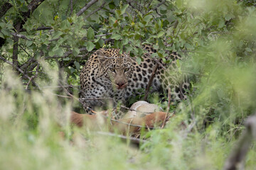 well camouflaged leopard feeding on an impala