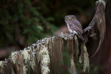 Eurasian Pygmy-Owl, Glaucidium passerinum ssp. passerinum